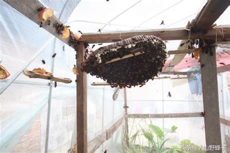 風水 植物 方角 馬蜂築巢